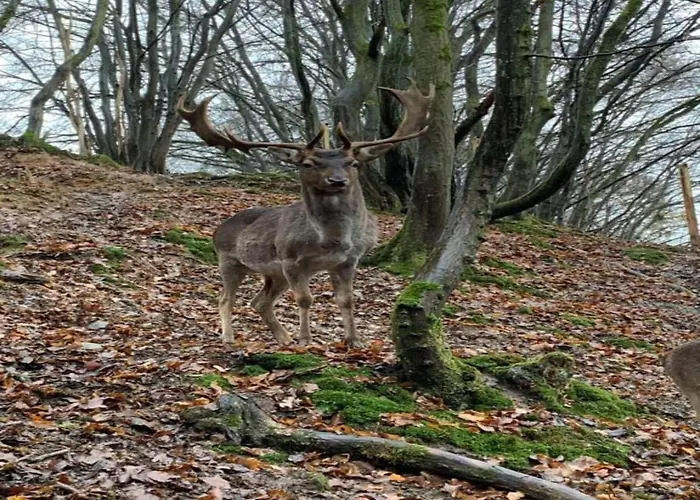 Regal In With Garden And Grill * Pracht